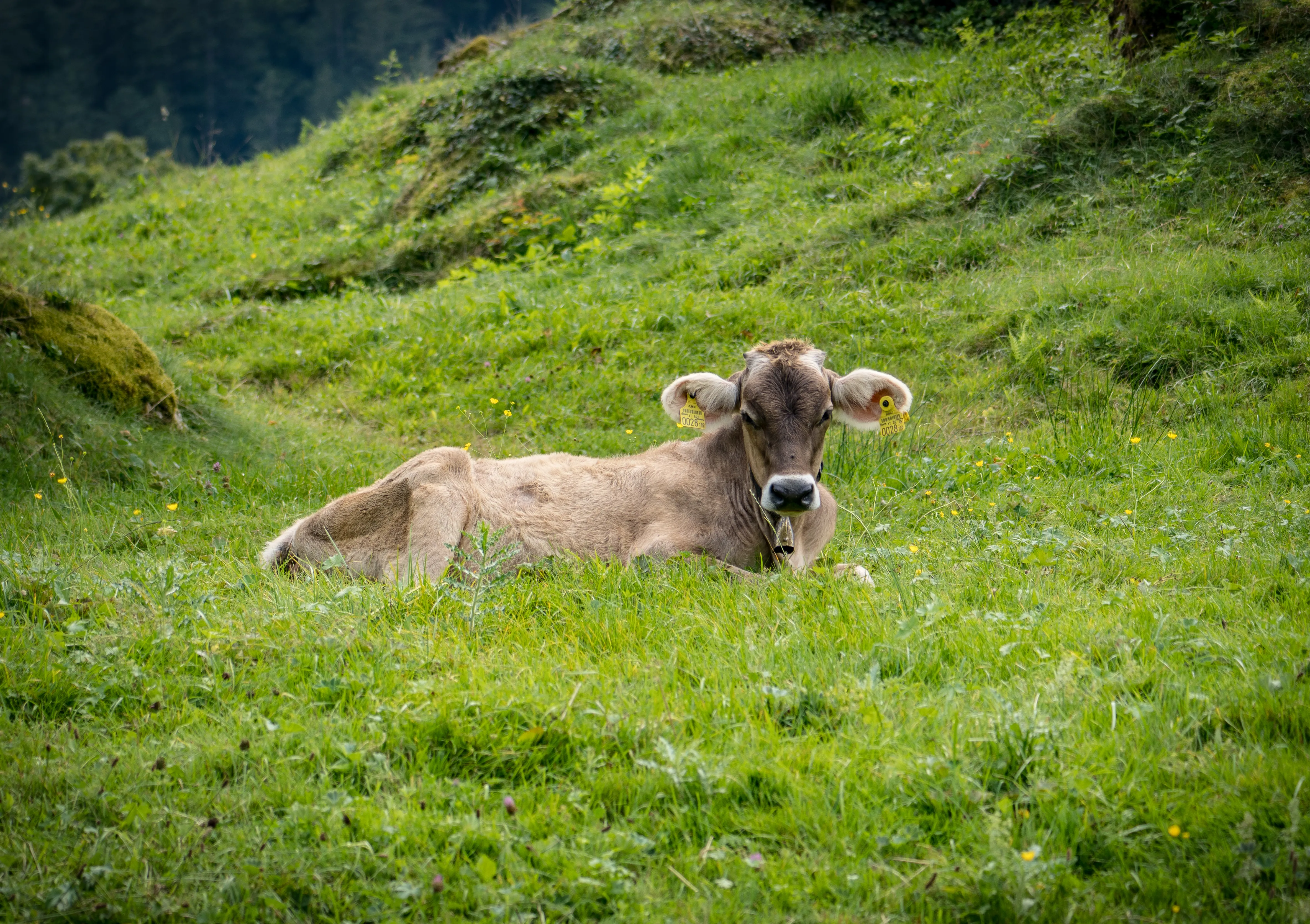 Aufnahme aus Balderschwang und Umgebung