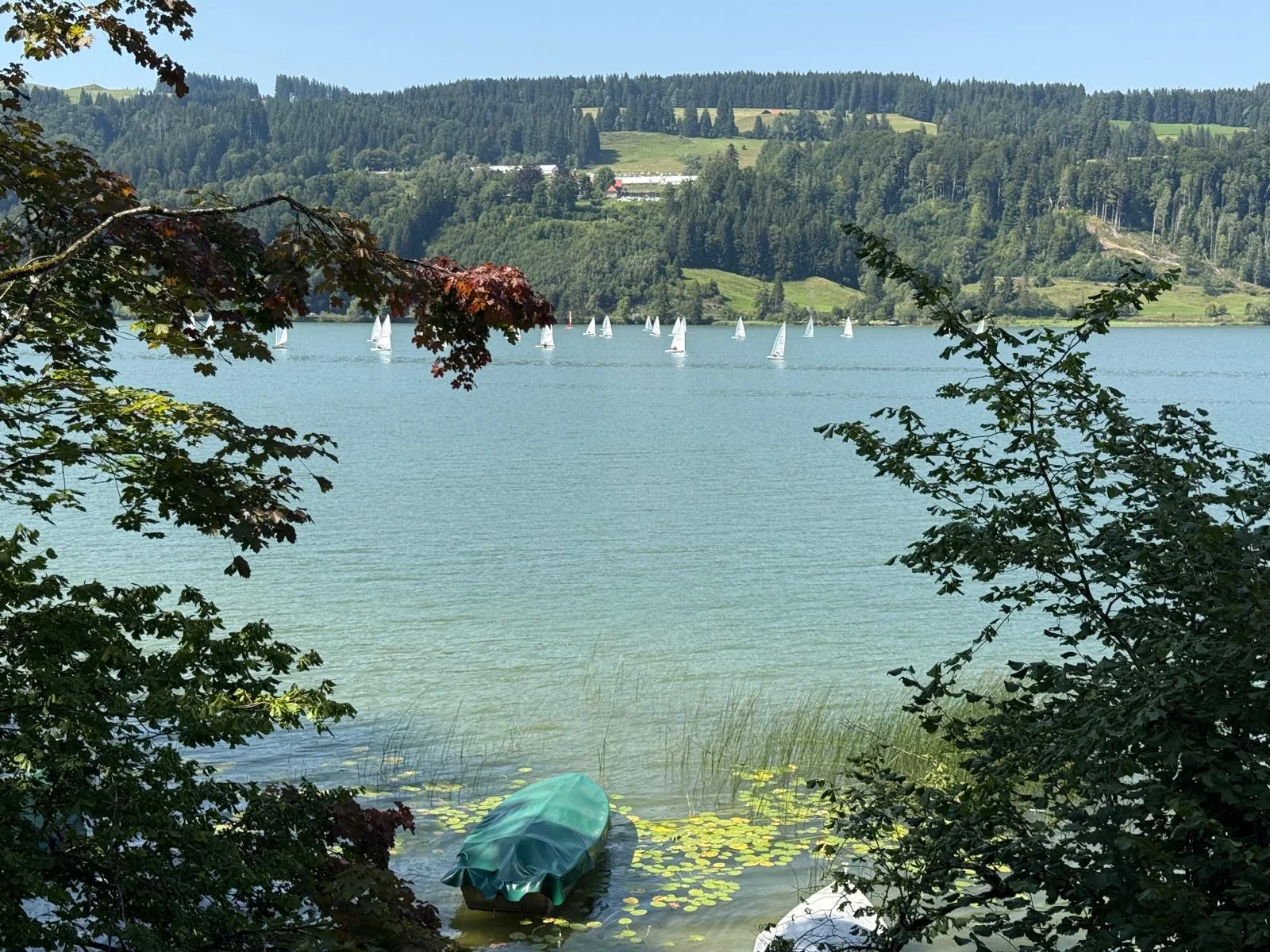 Stille Bucht am Großen Alpsee mit Seerosen und einem abgedeckten Boot im Vordergrund, dahinter Segelboote auf dem offenen See
