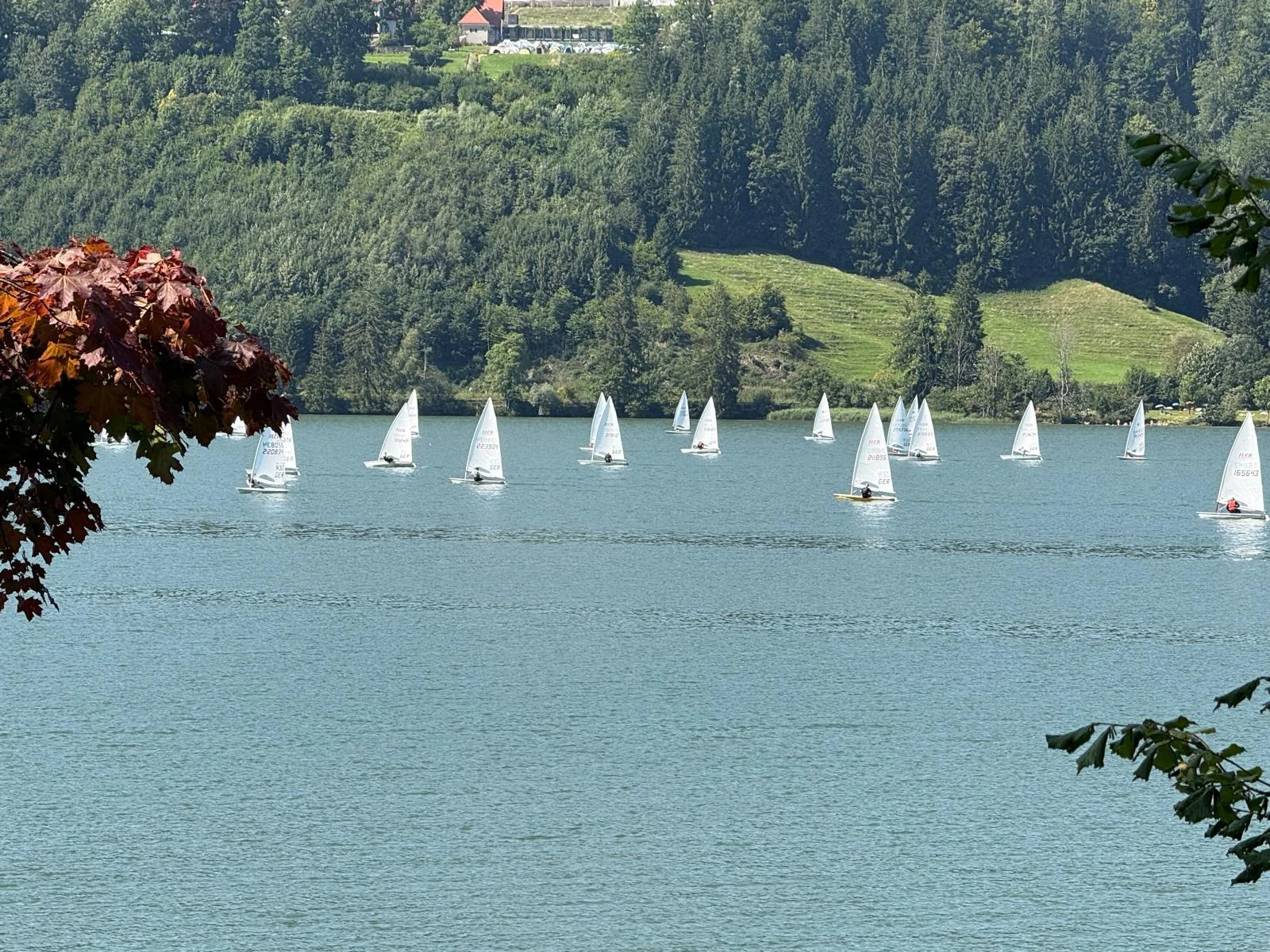 Rund ein Dutzend Jollen mit weißen Segeln auf dem Großen Alpsee, im Vordergrund rot verfärbtes Ahornlaub
