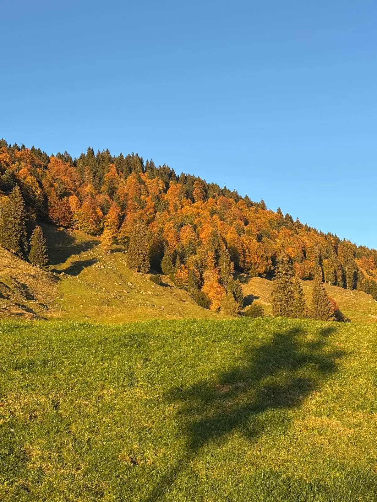 Steiler Hang mit Mischwald in leuchtendem Orange zwischen dunkelgrünen Fichten, darunter eine grüne Weide mit Zaun, im Vordergrund der lange Schatten eines Baums im Gras, darüber wolkenloser blauer Himmel