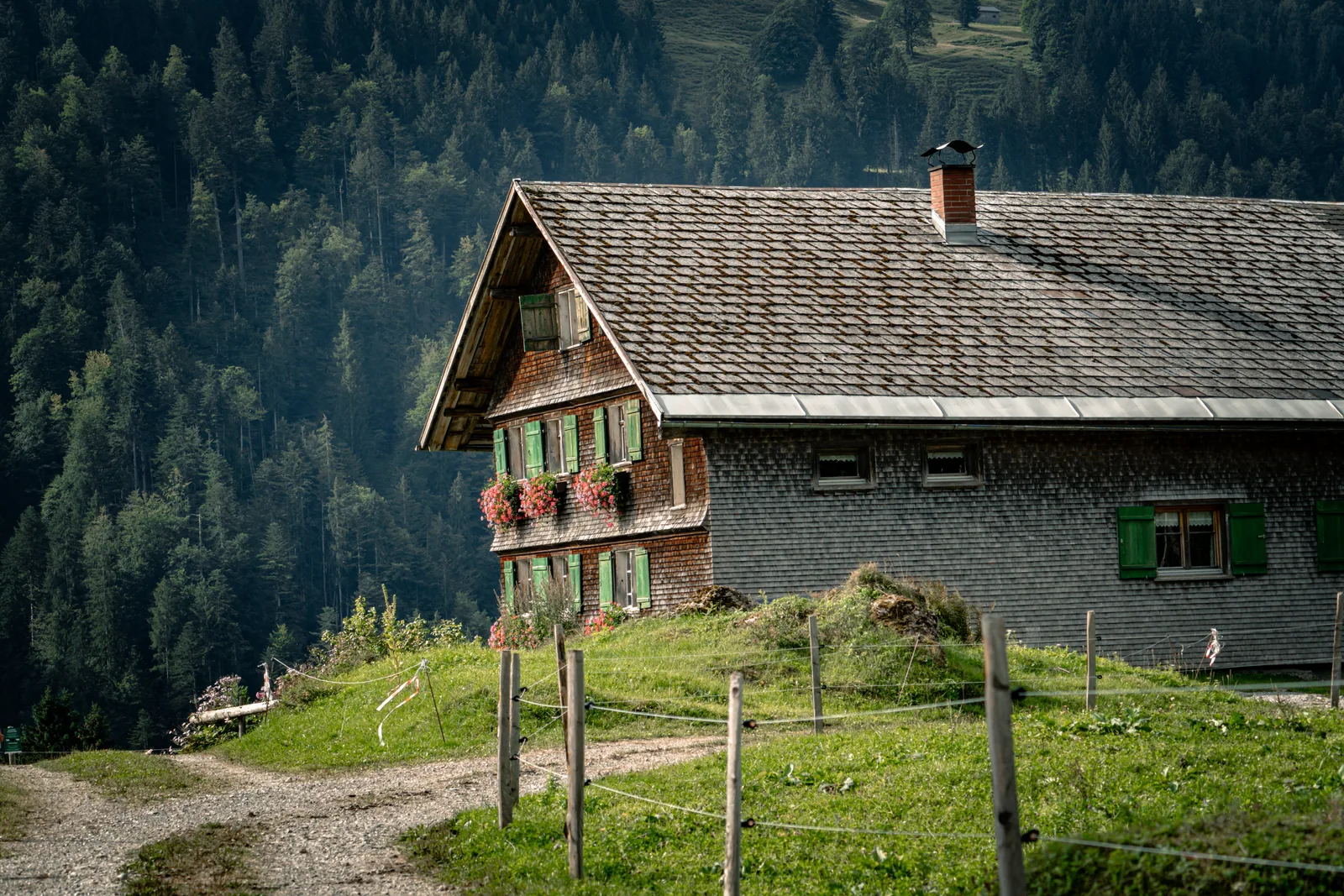 Altes Allgäuer Alpgebäude mit Schindelfassade, grünen Fensterläden und roten Geranien, dahinter ein dunkler Fichtenhang