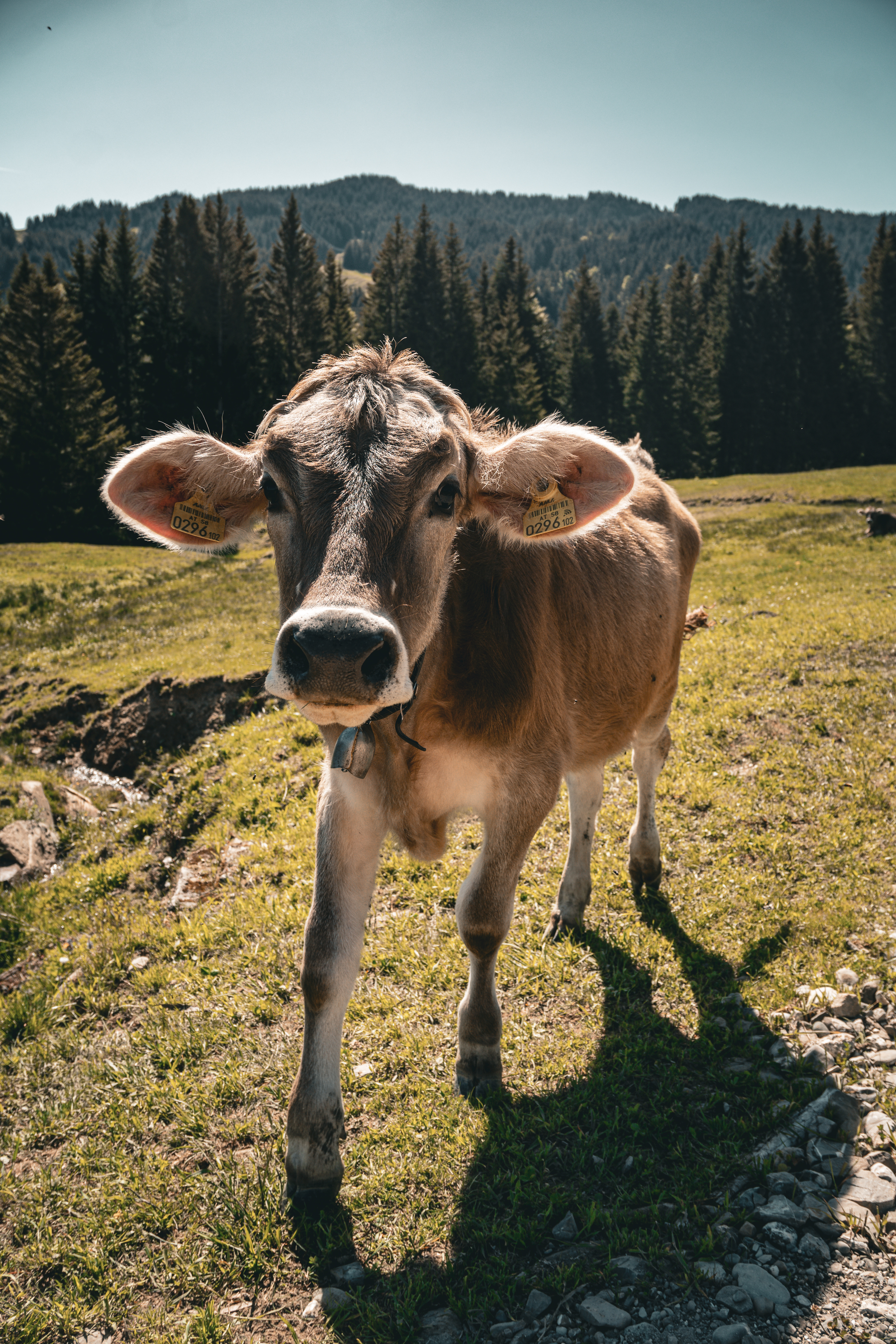 Aufnahme aus Balderschwang und Umgebung