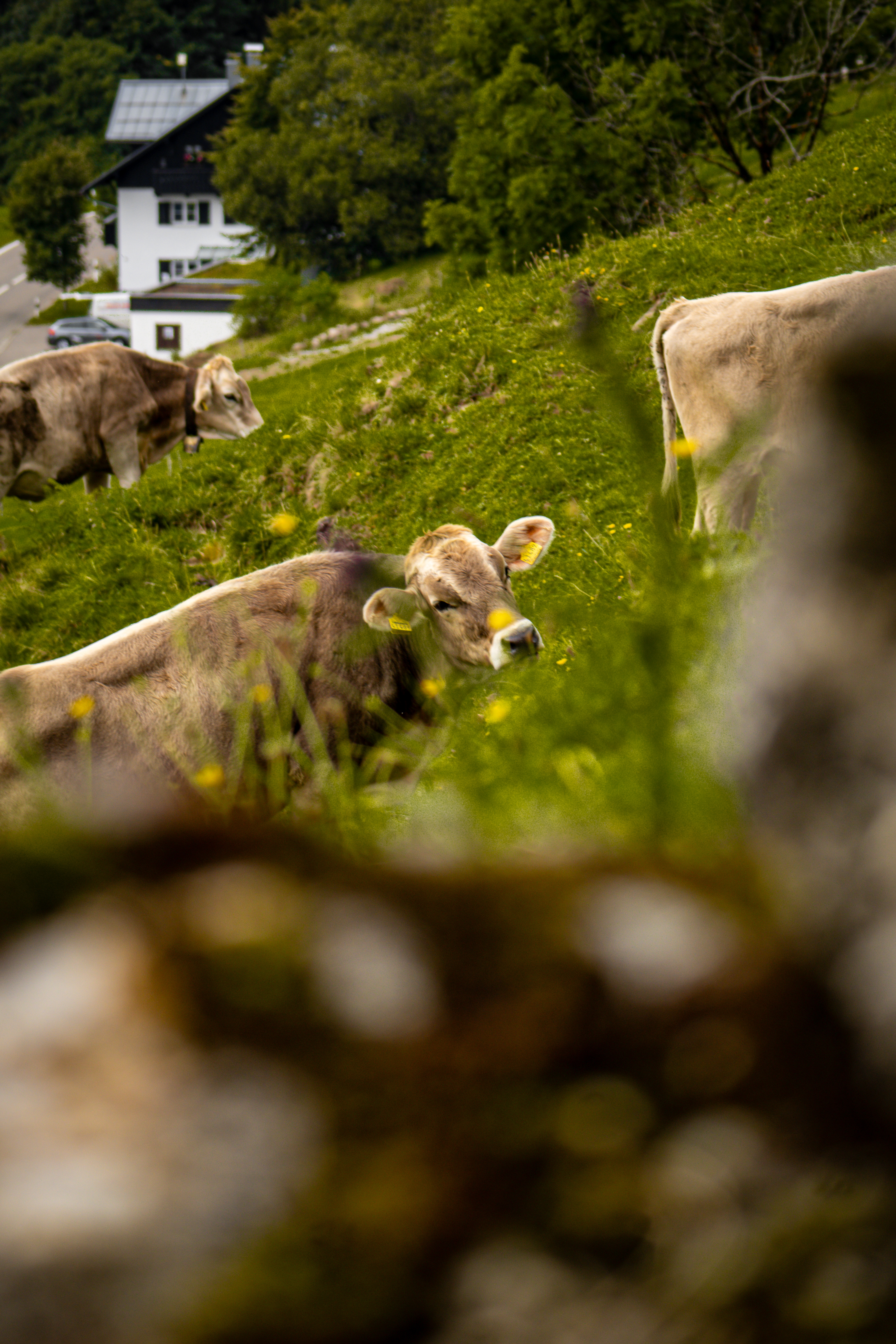 Aufnahme aus Balderschwang und Umgebung