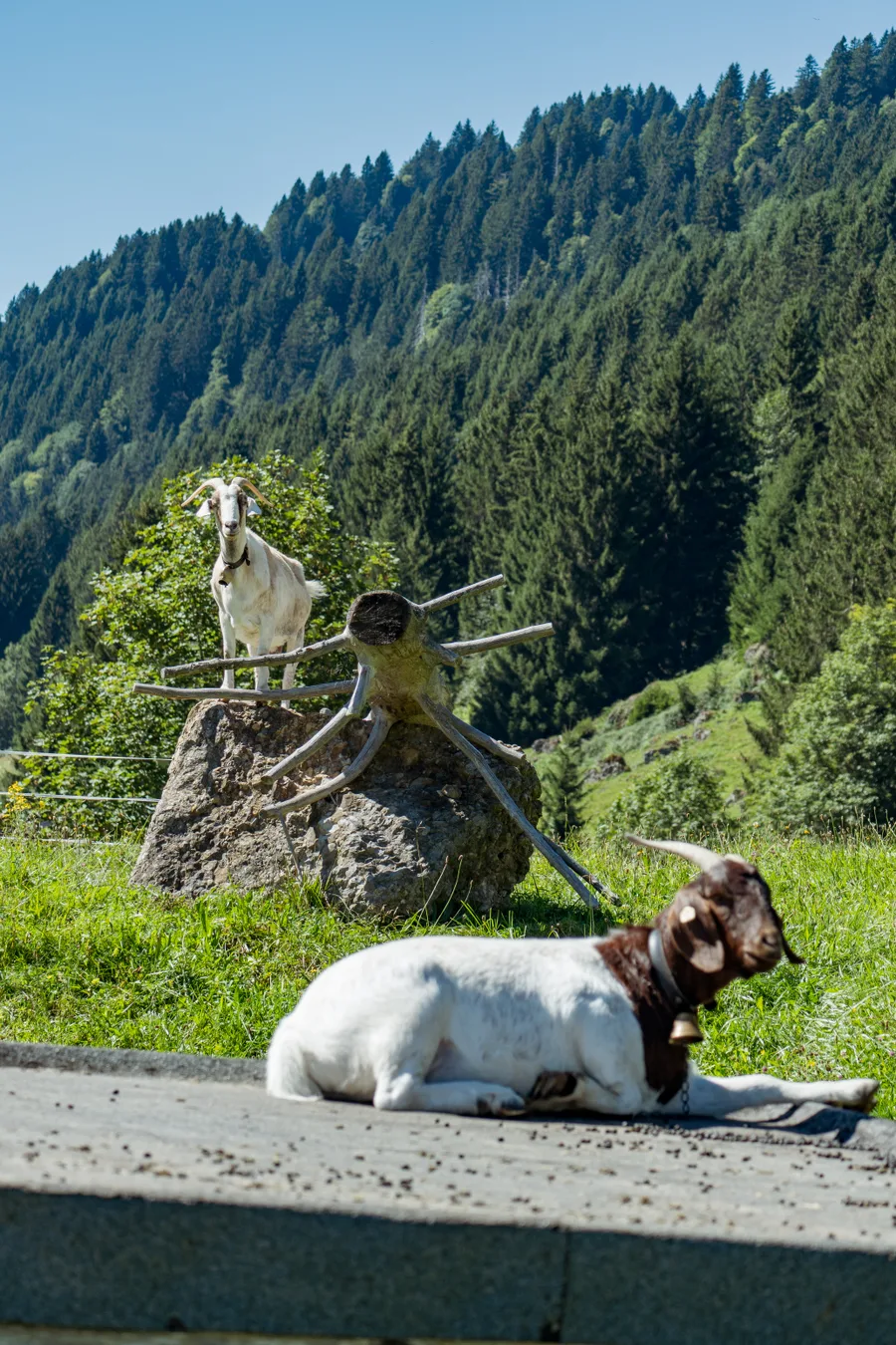 Aufnahme aus Balderschwang und Umgebung