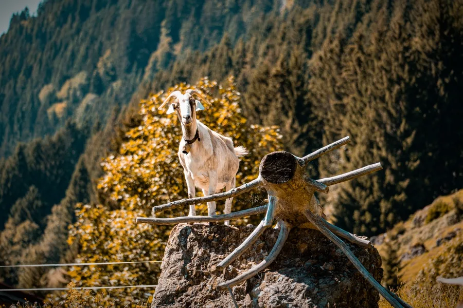 Aufnahme aus Balderschwang und Umgebung