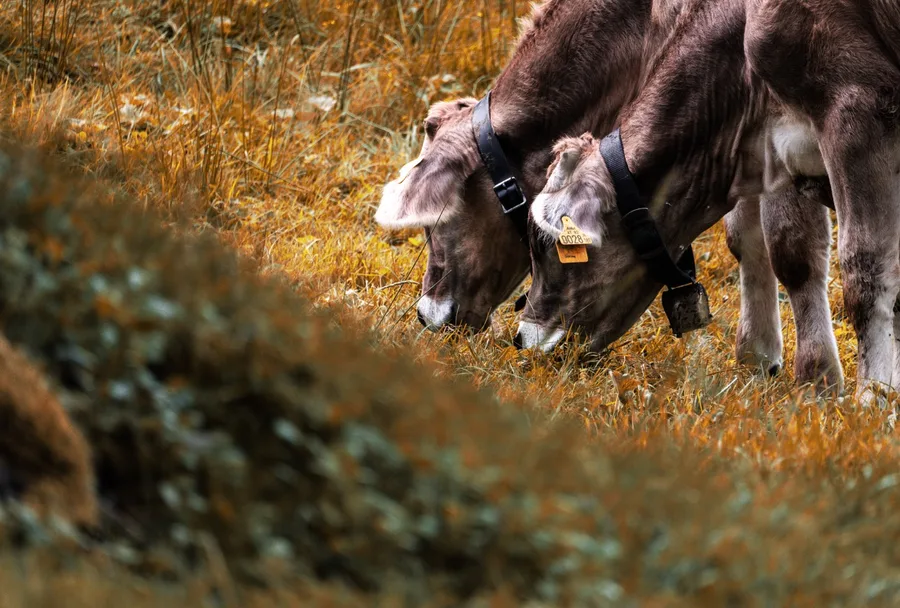 Aufnahme aus Balderschwang und Umgebung