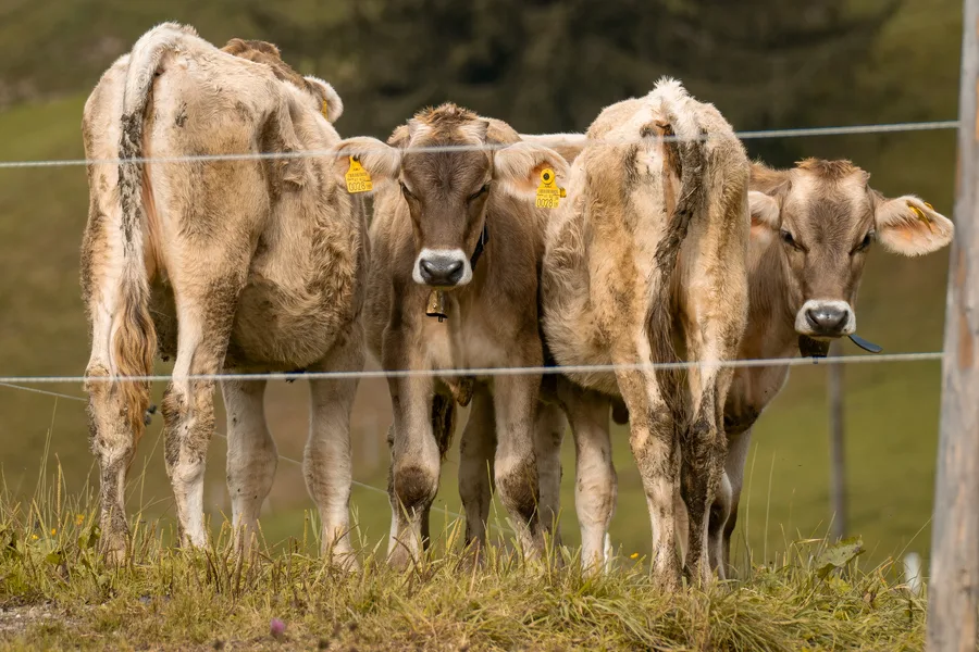 Aufnahme aus Balderschwang und Umgebung