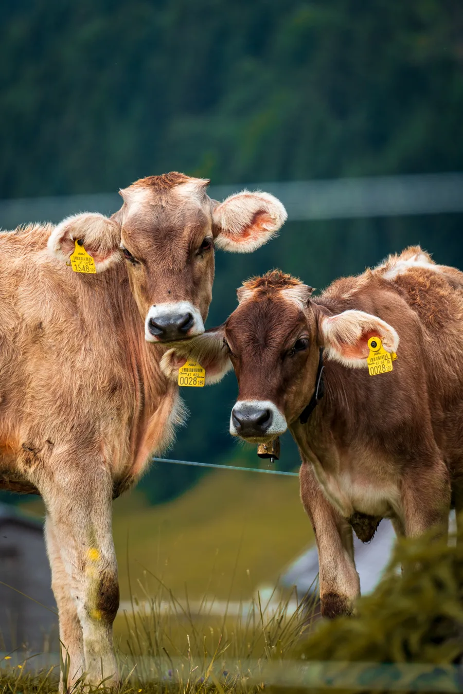 Aufnahme aus Balderschwang und Umgebung