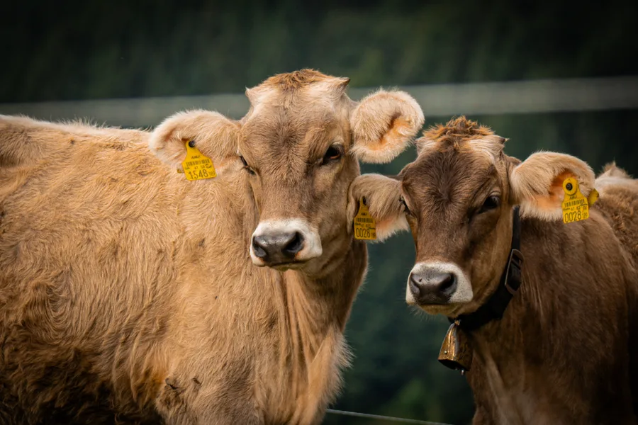 Aufnahme aus Balderschwang und Umgebung