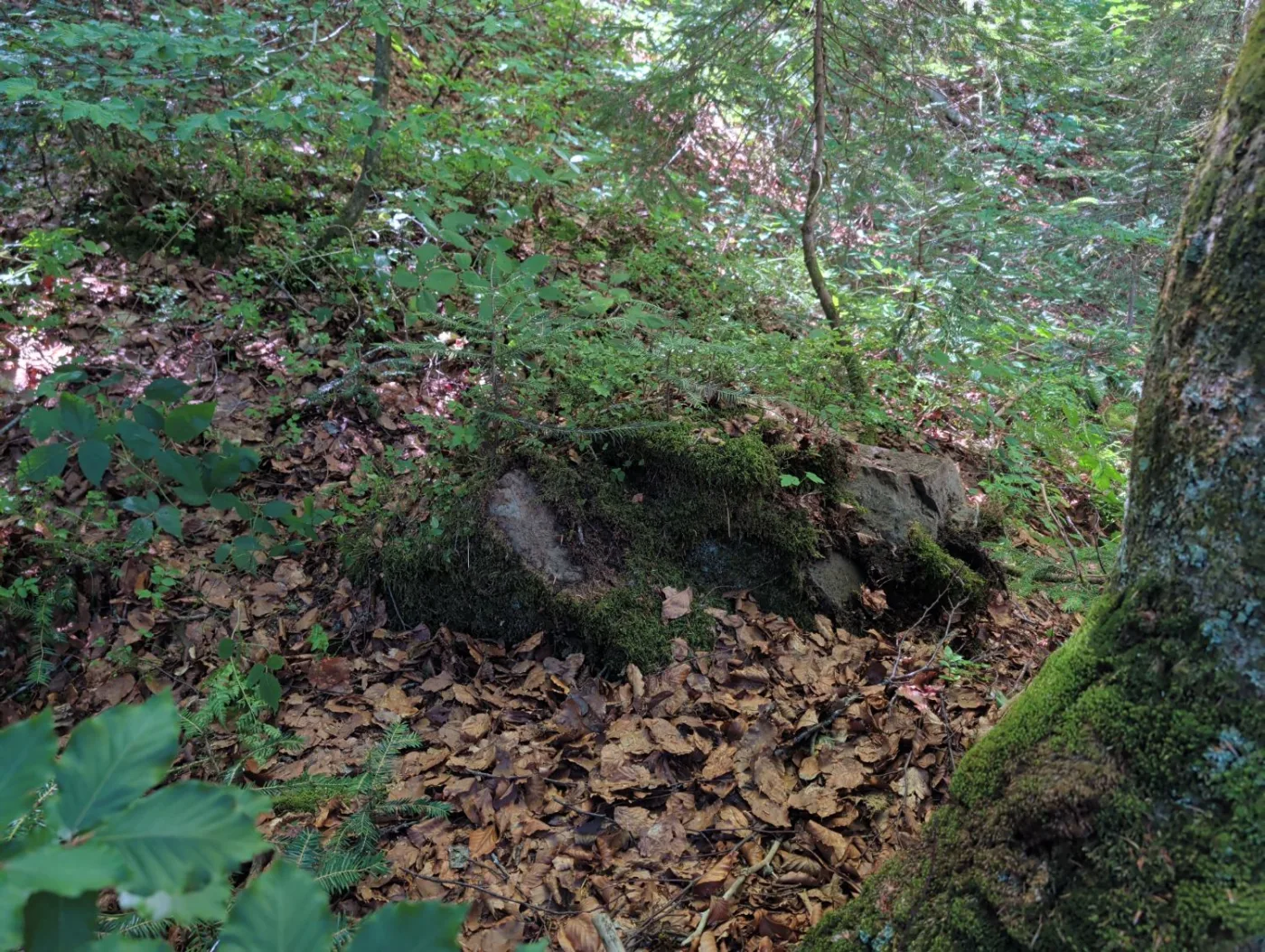 Bemooster länglicher Steinblock im Buchenlaub eines Waldhangs; rechts das gerundete vordere Ende, links das flach auslaufende hintere