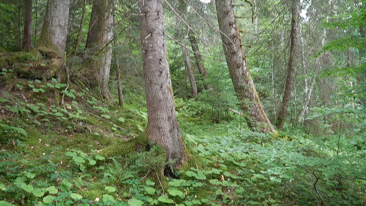 Bergwald am Hang: links eine bemooste Böschungskante, rechts davor eine auffällig ebene, flach bewachsene Fläche zwischen den Fichtenstämmen