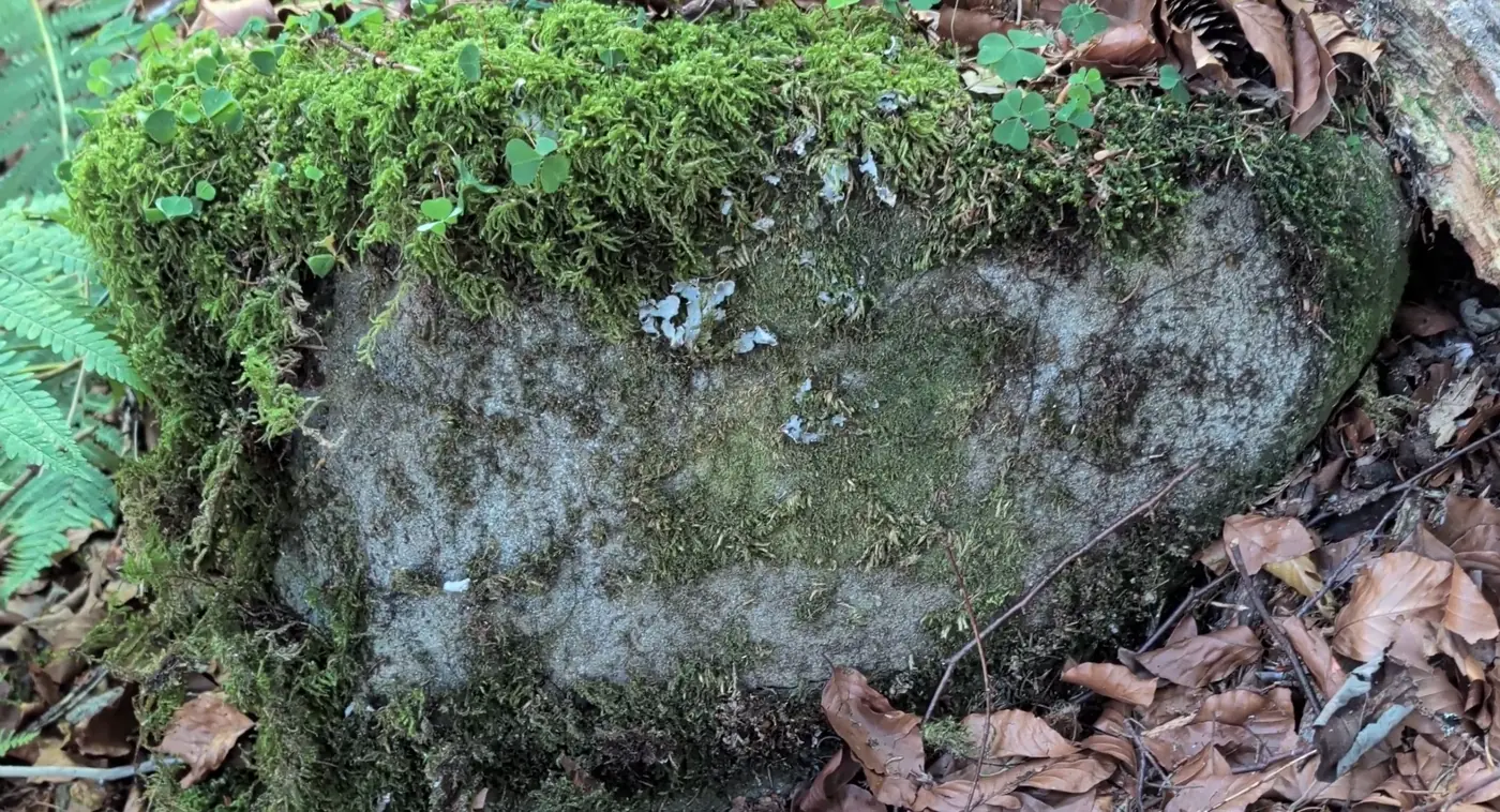 Nahaufnahme eines bemoosten Steinblocks im Uferwald: unter Moos und Flechten zeichnen sich ebene Flächen ab