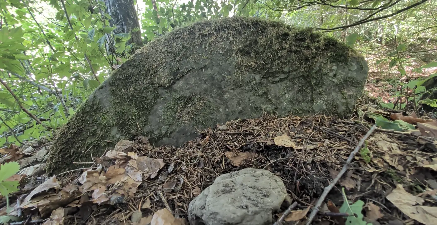 Großer, moosbewachsener Steinblock im Wald, flach gewölbt, aus niedrigem Blickwinkel aufgenommen