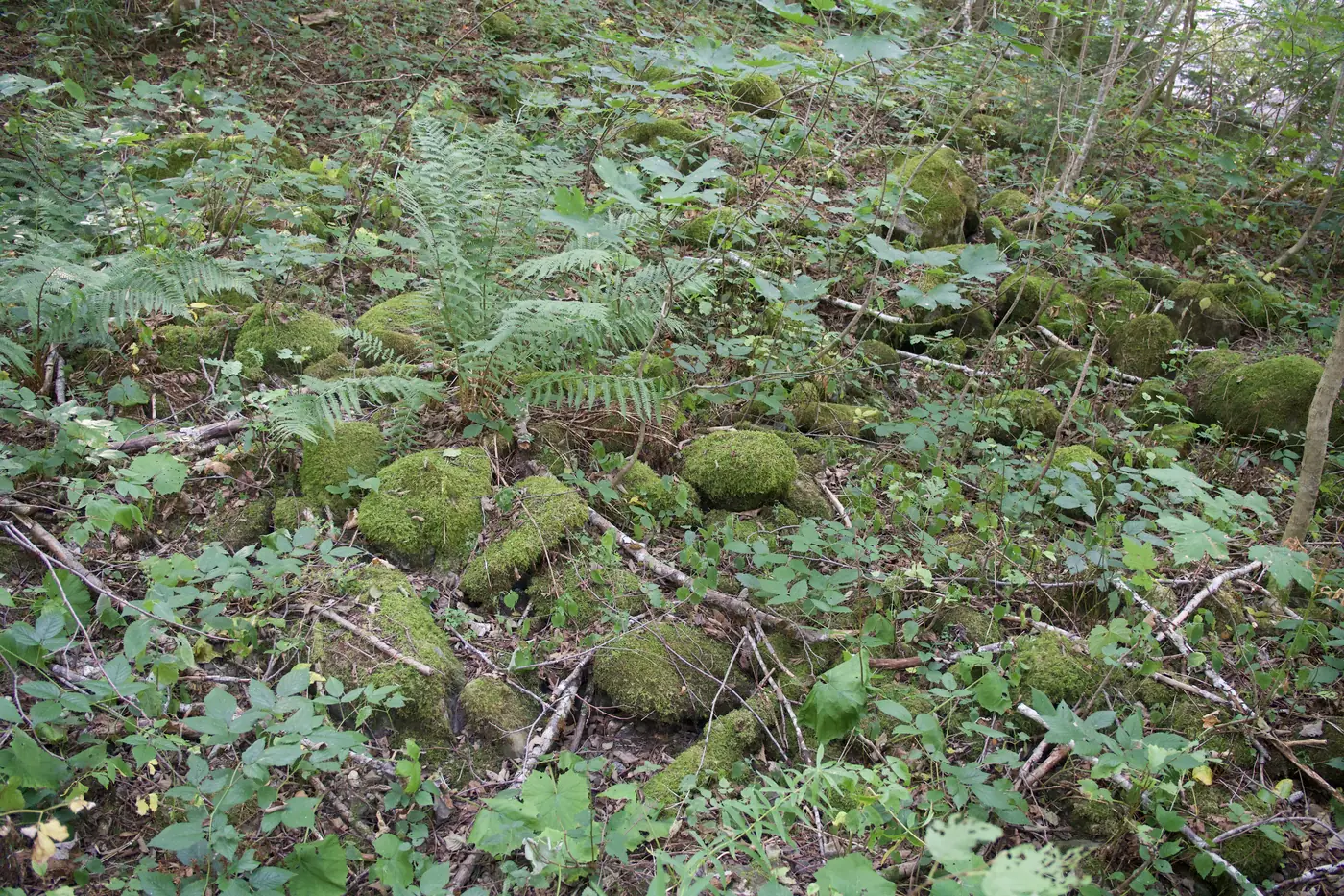 Waldhang, dicht bedeckt mit moosbewachsenen Steinblöcken zwischen Farn und Totholz