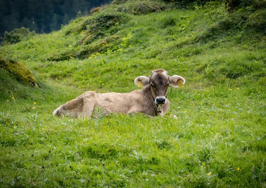 Aufnahme aus Balderschwang und Umgebung