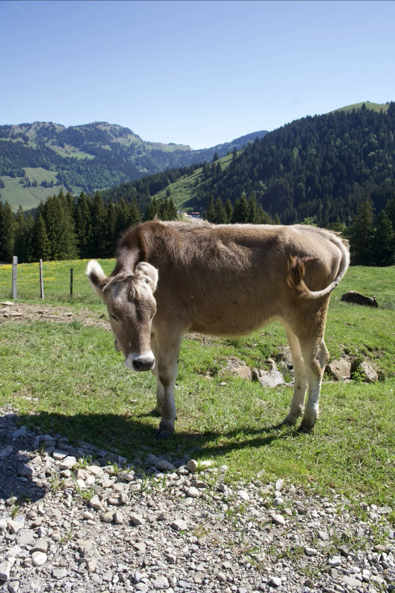 Braunvieh-Kuh auf einer eingezäunten Weide im Allgäu, dahinter Wiesen und Wald