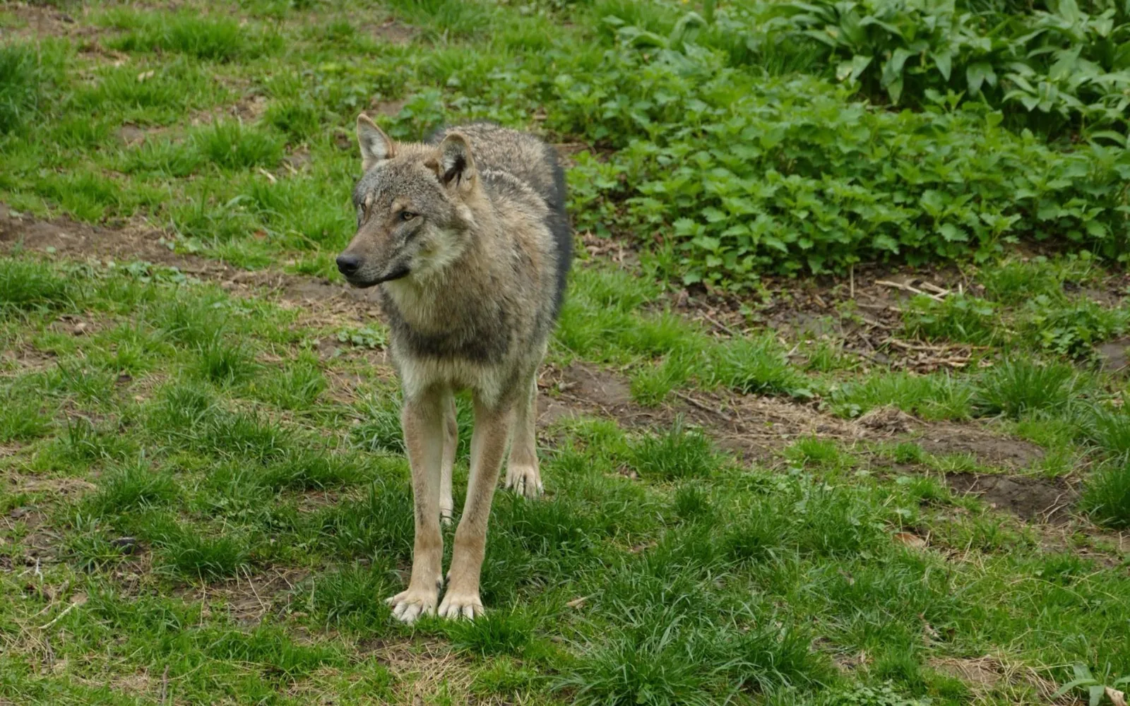 Ein Wolf darf geschossen werden: Was im Oberallgäu jetzt gilt